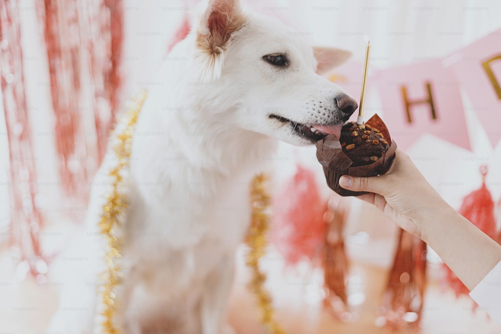 Dog birthday party. Cute dog tasting yummy birthday cupcake with candle on background of pink garland and decorations. Celebrating adorable white swiss shepherd dog first birthday.
