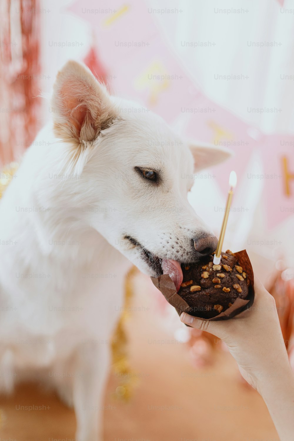 Cute dog tasting yummy birthday cupcake with candle on background of pink garland and decorations. Celebrating adorable white swiss shepherd dog first birthday. Dog birthday party.