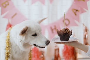 Fiesta de cumpleaños de perros. Perro lindo que mira la magdalena de cumpleaños con una vela sobre fondo de guirnalda rosa y decoraciones. Adorable celebración del primer cumpleaños del perro pastor suizo blanco en la sala festiva