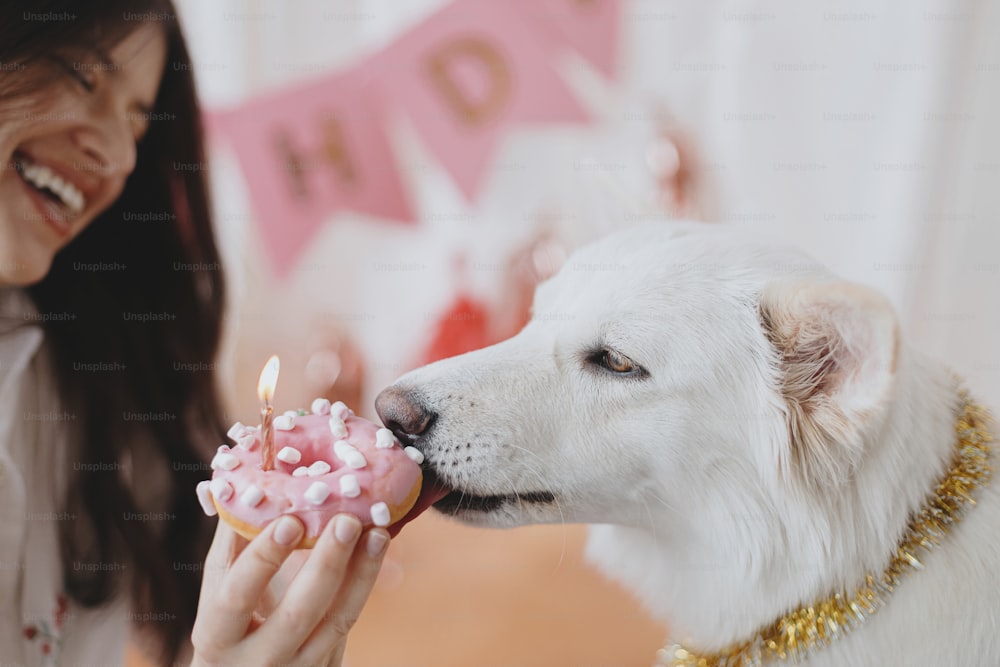 Festa de aniversário do cão. Cão bonito mordendo donut de aniversário com vela no fundo de guirlanda rosa e decorações. Mulher jovem feliz que celebra adorável cão pastor suíço branco primeiro aniversário