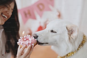 Festa di compleanno per cani. Simpatico cane che morde la ciambella di compleanno con candela su sfondo di ghirlanda rosa e decorazioni. Giovane donna felice che celebra il primo compleanno dell'adorabile cane da pastore svizzero bianco