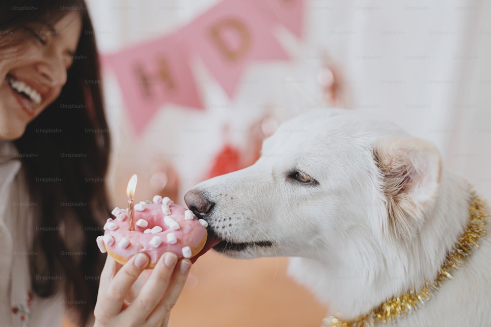 Dog birthday party. Cute dog biting birthday donut with candle on background of pink garland and decorations. Happy young woman celebrating adorable white swiss shepherd dog first birthday