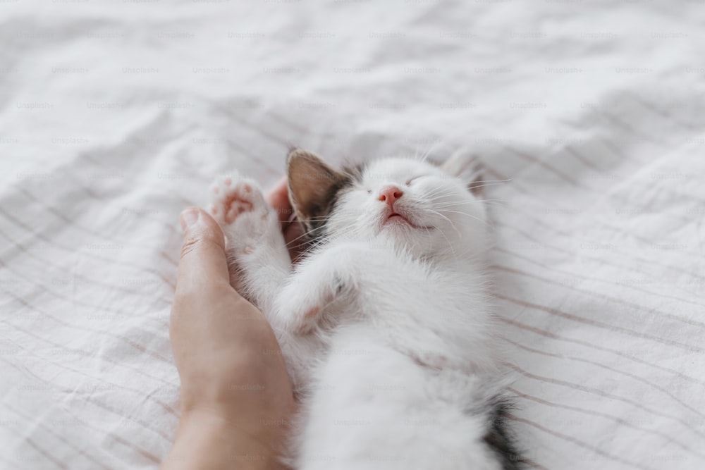 Hand hugging cute sleeping little kitten on soft bed. Adoption concept. Owner caressing adorable sleepy grey and white kitty. Sweet kitten portrait in bedroom.