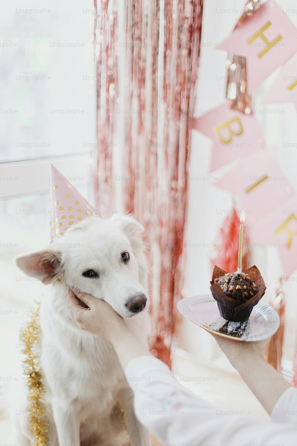 Cute dog in pink party hat and with birthday cupcake with candle celebrating on background of pink garland and decorations in room. Adorable white swiss shepherd dog first birthday party