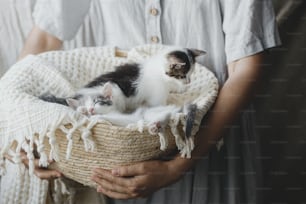 Woman in rustic dress holding basket with cute little kittens. Adorable grey and white kitties napping on blanket in basket in room. Adoption concept. Sweet sleeping kittens