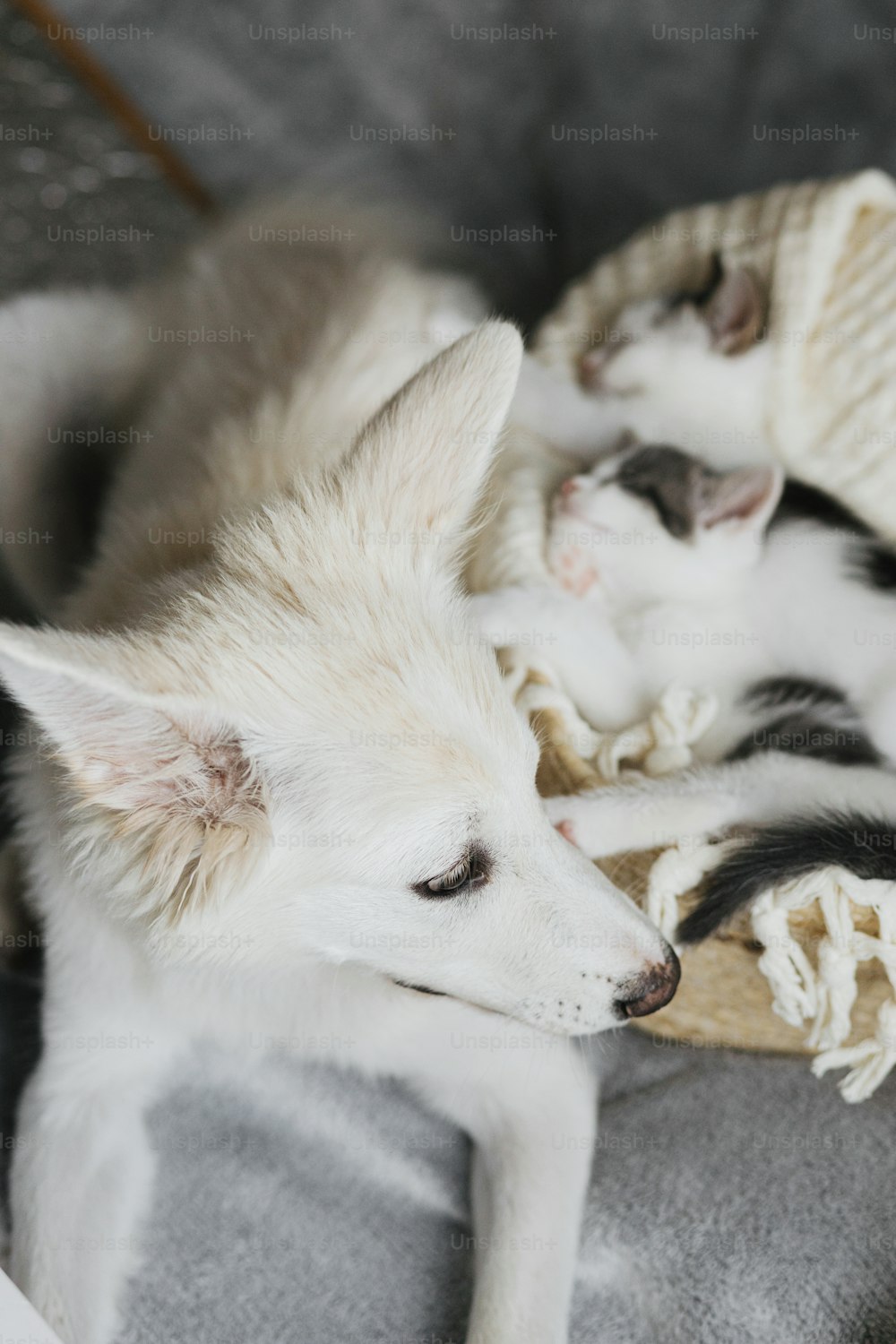Adorabile cucciolo bianco che guarda simpatici gattini che dormono su una morbida coperta nel cestino. Dolce amico del cane che protegge due gattini grigi e bianchi che sonnecchiano nel cestino in camera. Concetto di adozione