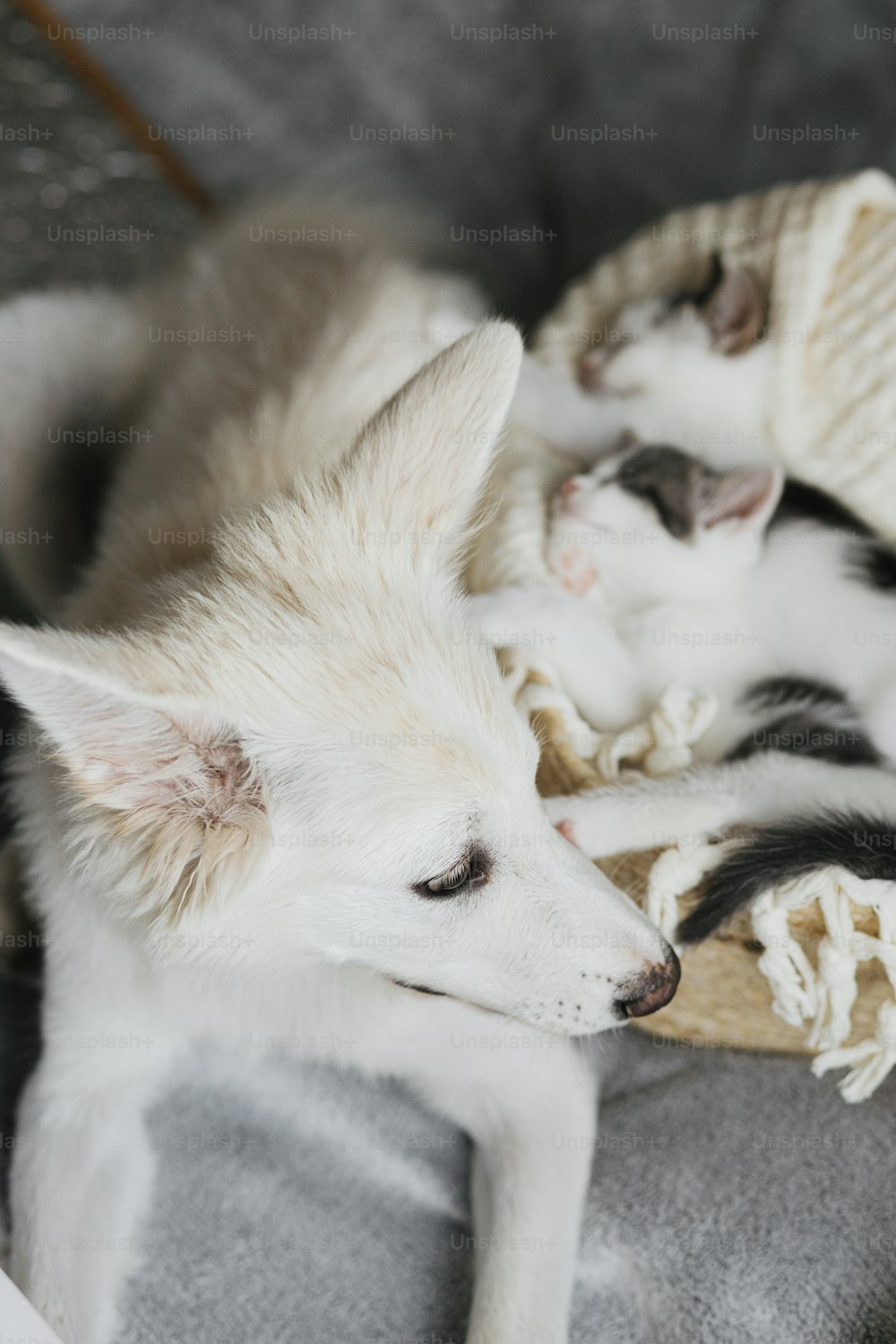 Adorable white puppy looking at cute little kittens sleeping on soft blanket in basket. Sweet dog friend protecting two grey and white kitties napping in basket in room. Adoption concept