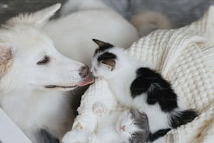 Adorable chien blanc léchant de mignons petits chatons sur une couverture douce dans un panier. Doux chiot nettoyant et embrassant deux chatons faisant la sieste dans la chambre. Concept d’amour, de soins et d’adoption