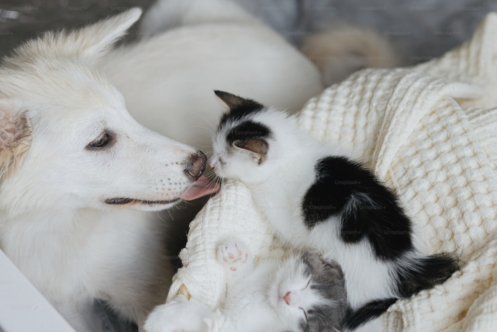 사랑스러운 흰 개가 바구니에 부드러운 담요에 귀여운 새끼 고양이를 핥고 있습니다. 달콤한 강아지 청소와 침실에서 낮잠을 자는 두 마리의 고양이에게 키스. 사랑, 보살핌 및 입양 개념