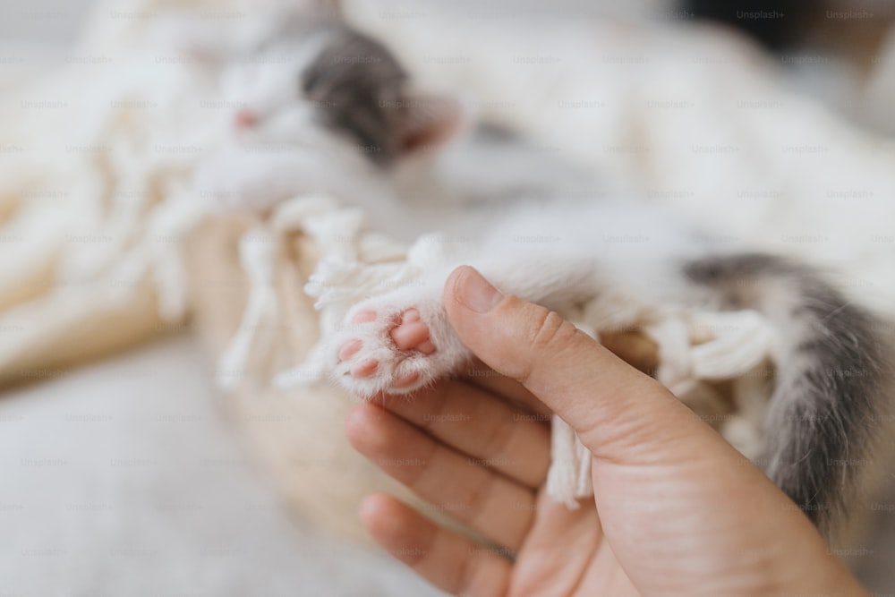 Hand holding cute little kitten paw with pink pads on soft blanket in basket. Adorable kitty sleeping napping on blanket in bedroom. Adoption concept. Sweet dreams