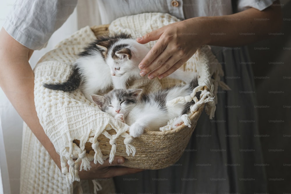 Frau in rustikalem Kleid, die einen Korb mit süßen kleinen Kätzchen hält. Entzückende graue und weiße Kätzchen, die auf Decke im Korb im Zimmer schlafen. Adoptionskonzept. Süße schlafende Kätzchen