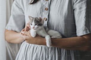 Cute little kitten in hands of woman in rustic dress. Portrait of adorable curious grey and white kitty sitting in hands in room. Love and care concept. Adoption