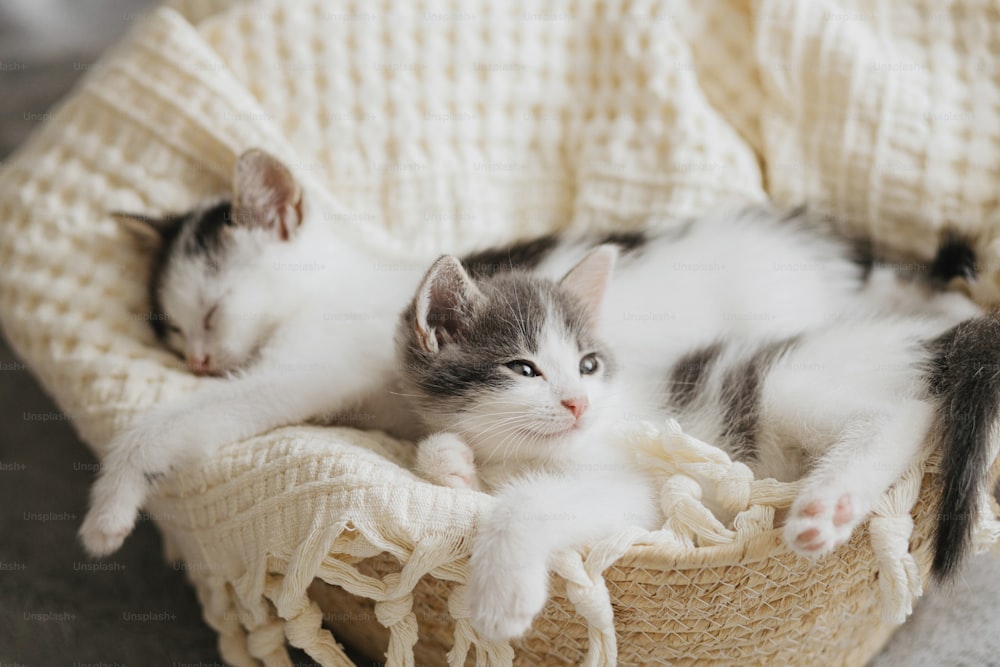 Cute little kittens sleeping on soft blanket in basket. Portrait of adorable grey and white kitties napping in basket in room. Sweet dreams. Adoption concept