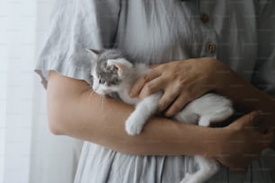かわいい子猫を手に抱いた素朴なドレスを着た女性。部屋で手に座っている愛らしい好奇心旺盛な灰色と白の子猫の肖像画。導入コンセプト。甘く素��敵な瞬間