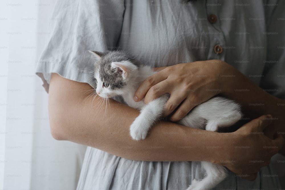 Woman in rustic dress holding cute little kitten in hands. Portrait of adorable curious grey and white kitty sitting in hands in room. Adoption concept. Sweet lovely moment