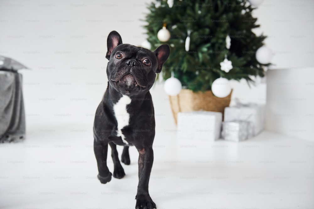 Cute black dog indoors near new year green tree with gift boxes.