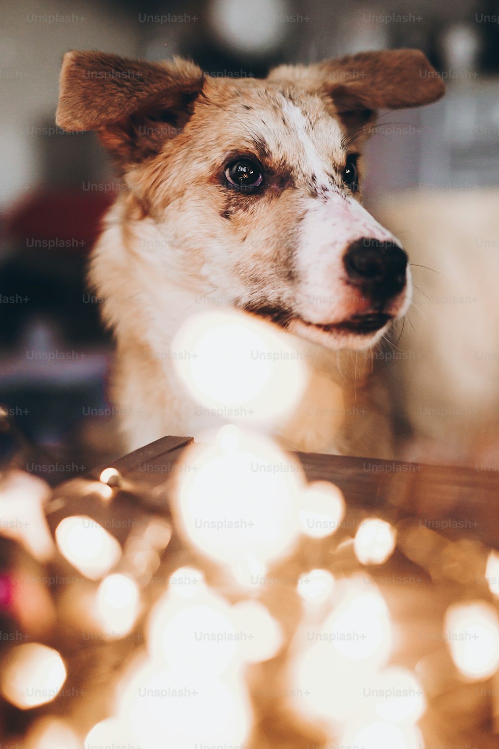Cute adorable dog with christmas lights bokeh in room. Portrait of adorable senior ginger dog on background of warm illumination. Pets and holidays. Adopt