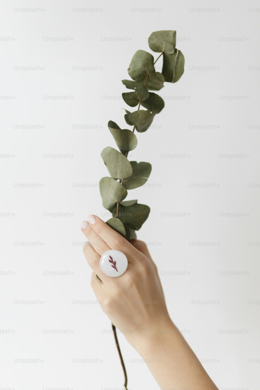 Stilvoller moderner weißer runder Ring an schöner Hand mit Eukalyptuszweig auf weißem Hintergrund. Ungewöhnlicher modischer Schmelzglasring an weiblicher Hand mit weißer Maniküre. Öko- und Pflegekonzept