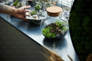 Close up of young man putting succulent florarium on desk with glass plant containers