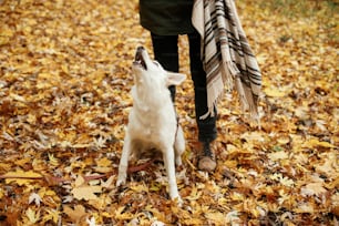Beautiful cute dog sitting at woman legs on background of fall leaves in autumn woods. Adorable white swiss shepherd puppy looking at owner. Cozy autumn days. Copy space