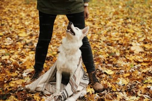 Woman training beautiful cute dog on background of fall leaves in autumn woods. Adorable white swiss shepherd puppy looking at owner and learning with treats. Loyal friend. Copy space