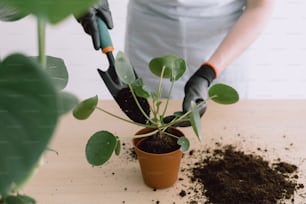 Cropped shot of girl gardener in white apron replanting green Pirea Peperomioides on wooden table at home garden indoor, using small scoop and fresh soil. Home gardening concept