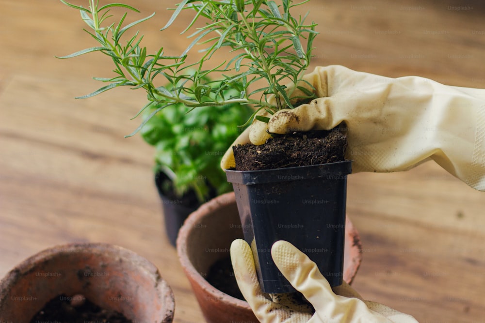 Hände in Handschuhen, die Rosmarinpflanze in Plastik auf dem Hintergrund eines leeren Topfes und frischer grüner Basilikumpflanze auf Holzboden halten. Umtopfen und Kultivieren von aromatischen Kräutern zu Hause. Gartenbau