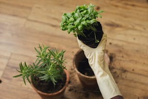 Hands in gloves holding fresh green basil plant with roots and soil on background of empty pot and rosemary plant on wooden floor. Repotting and cultivating aromatic herbs at home. Horticulture