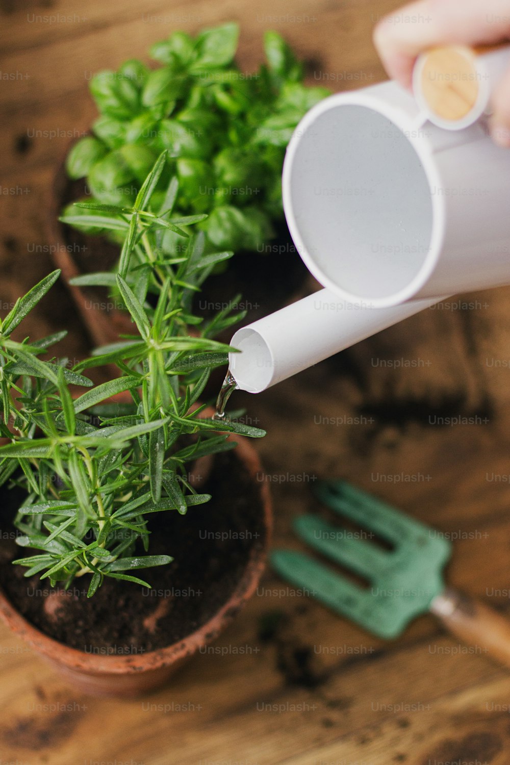 Watering fresh green basil plant and rosemary plant after repotting in new clay pots on background of soil on wooden floor. Horticulture. Repot and cultivation aromatic herbs at home.