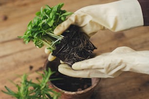自宅で芳香性ハーブを植え替えて栽培する。空の鉢と木の床のローズマリーの植物を背景に、根と土を持つ新鮮な緑のバジルの植物を手袋で保持する手。園芸