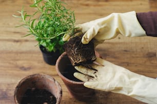 Rosemary plant with roots and soil in hands in gloves on background of empty pot and fresh green basil plant on wooden floor. Repotting and cultivating aromatic herbs at home. Horticulture