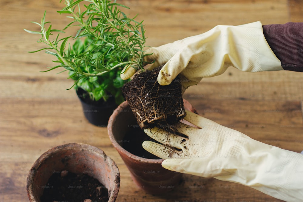 Rosemary plant with roots and soil in hands in gloves on background of empty pot and fresh green basil plant on wooden floor. Repotting and cultivating aromatic herbs at home. Horticulture