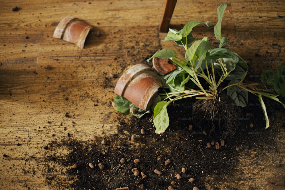 Broken houseplant and dirt on floor. Broken pieces of clay pot, green maranta plant with roots, soil on wooden floor. Top view