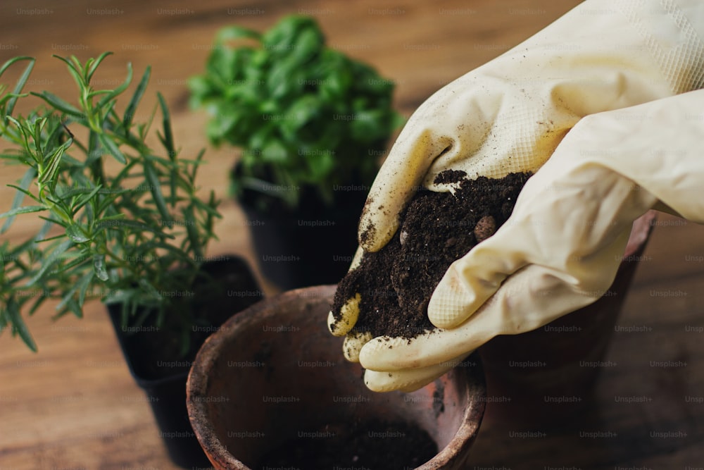 Hände in Handschuhen, die leere Töpfe mit Erde auf dem Hintergrund von frischem grünem Basilikum und Rosmarinpflanzen auf Holzboden füllen. Umtopfen und Kultivieren von aromatischen Kräutern zu Hause. Gartenbau