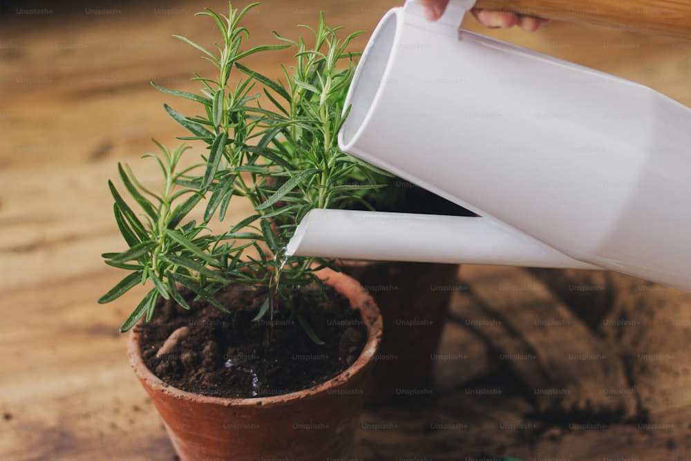 Watering fresh green basil plant and rosemary plant after repotting in new clay pots on background of soil on wooden floor. Horticulture. Repot and cultivation aromatic herbs at home.