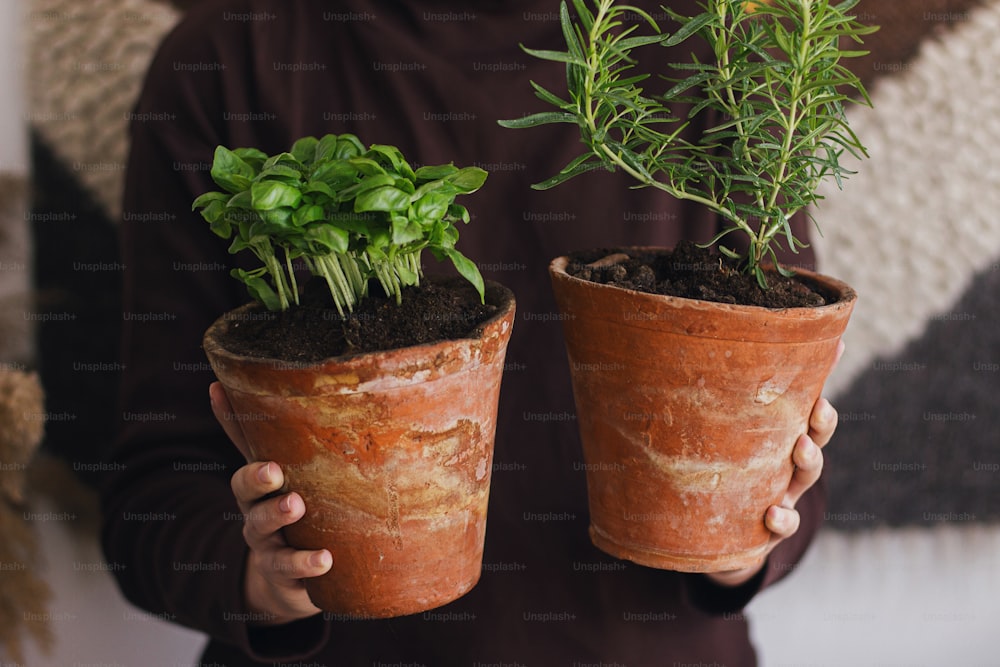 Fresh green basil plant and rosemary plant in clay pots in woman hands on background of rustic room. Close up. Repotting and cultivating aromatic herbs at home. Horticulture