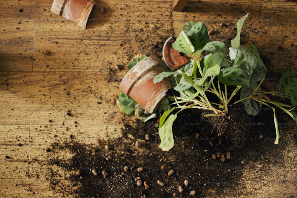 Broken houseplant and dirt on floor. Broken pieces of clay pot, green maranta plant with roots, soil on wooden floor. Top view