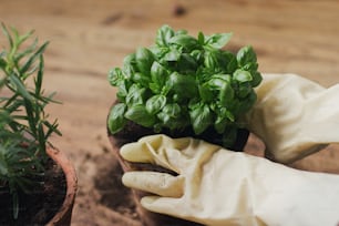 Repotting and cultivating aromatic herbs at home. Hands in gloves potting fresh green basil plant in new clay pot on background of rosemary plant pot, tools, soil on wooden floor. Horticulture