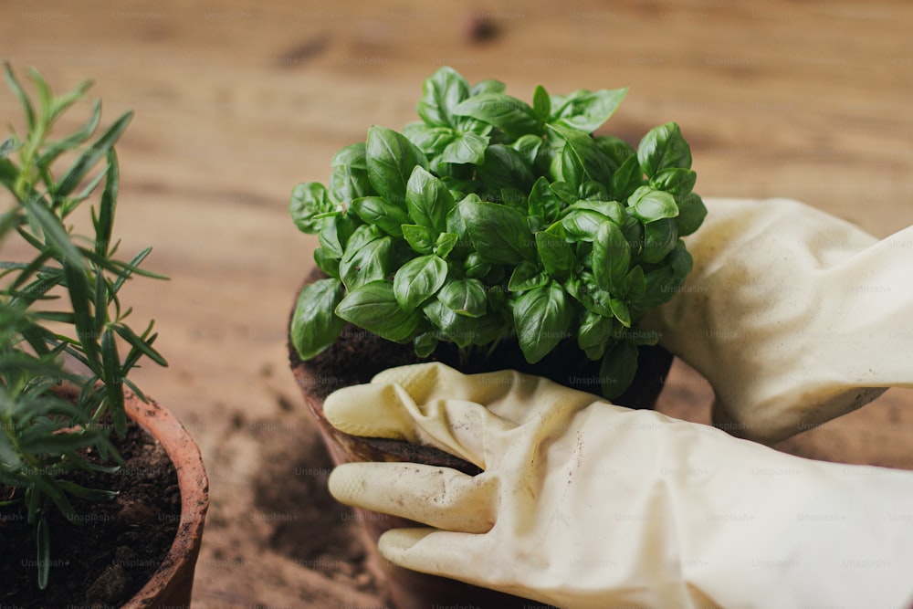 Repotting and cultivating aromatic herbs at home. Hands in gloves potting fresh green basil plant in new clay pot on background of rosemary plant pot, tools, soil on wooden floor. Horticulture
