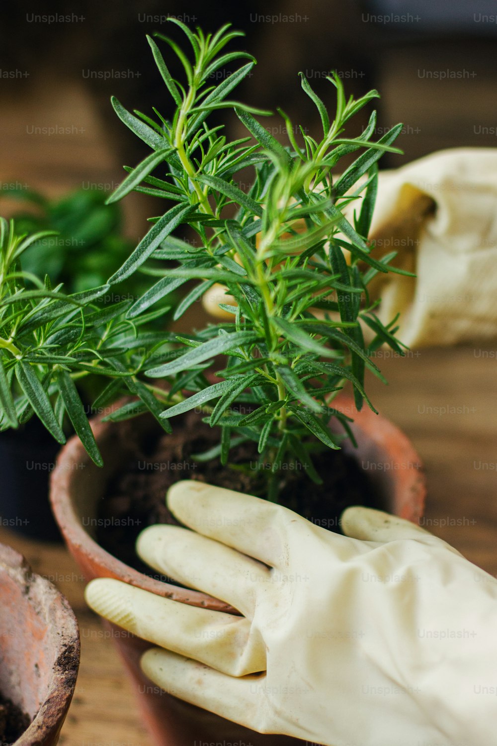 木製の床に新鮮な緑のバジルの植物の背景に、新しい粘土鍋にローズマリーの植物を鉢植えにした手袋の手。自宅で芳香性ハーブを植え替えて栽培する。園芸