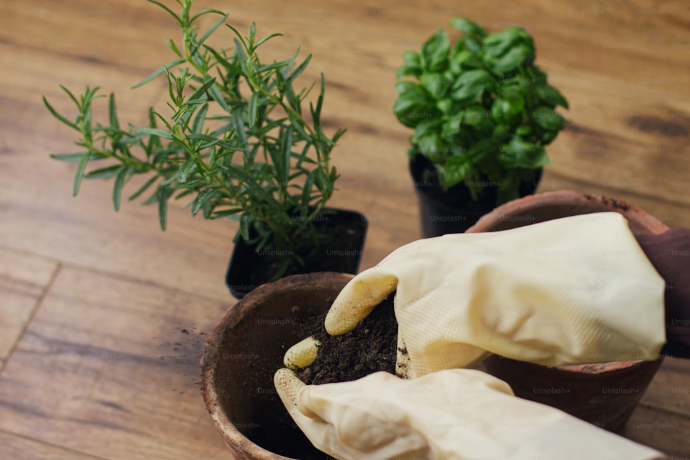 Hands in gloves filling empty pots with soil on background of fresh green basil and rosemary plants on wooden floor. Repotting and cultivating aromatic herbs at home. Horticulture