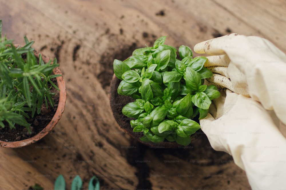Hände in Handschuhen Blumen frische grüne Basilikumpflanze in neuen Tontopf auf dem Hintergrund der Rosmarinpflanze im Topf auf Holzboden. Draufsicht. Umtopfen und Kultivieren von aromatischen Kräutern zu Hause. Gartenbau