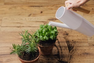 Watering fresh green basil plant and rosemary plant after repotting in new clay pots on background of soil on wooden floor. Horticulture. Repot and cultivation aromatic herbs at home.