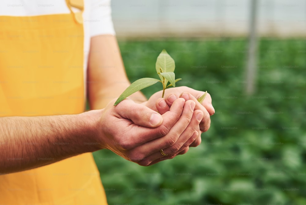 Sosteniendo la planta en las manos. Un joven trabajador de invernadero con uniforme amarillo tiene trabajo dentro de un invernadero.