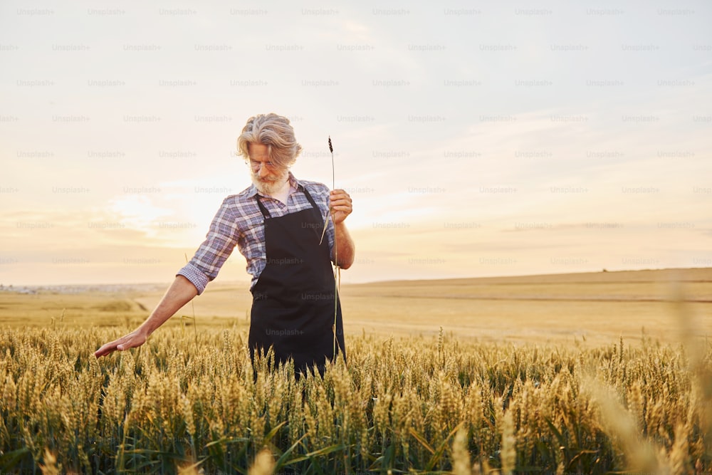 Bela luz solar. Homem elegante sênior com cabelos grisalhos e barba no campo agrícola com colheita.