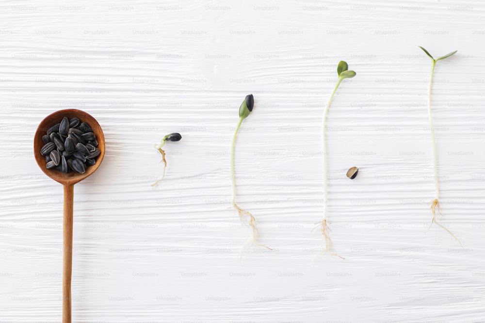 Ciclo del processo di crescita delle piante. Cucchiaio di legno con semi di girasole e germogli di girasoli in diverse fasi di crescita su sfondo di legno bianco, vista dall'alto. Girasole