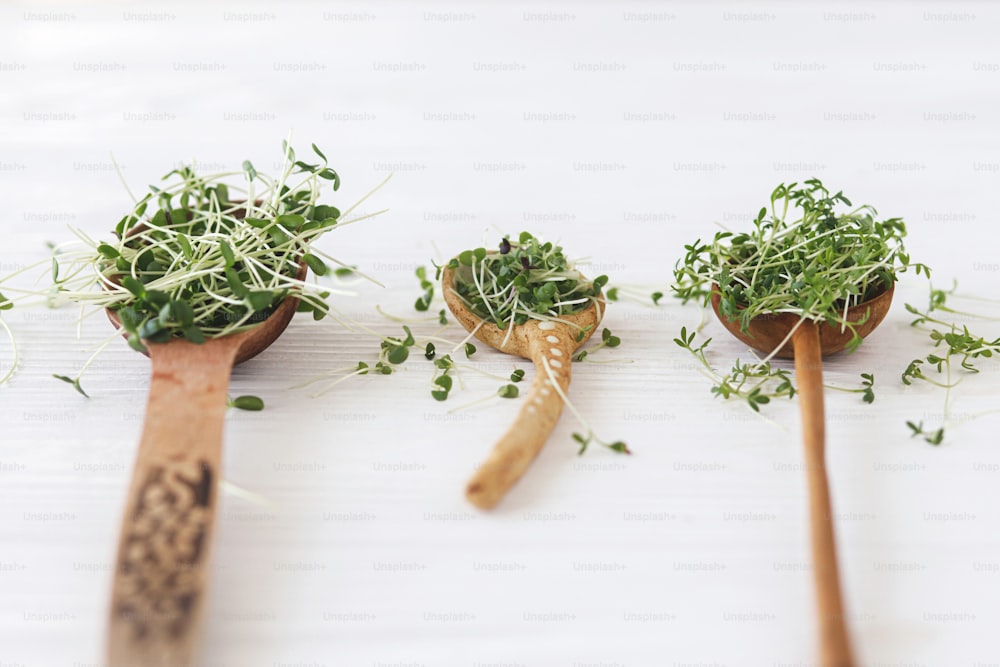 Spoons with fresh microgreens sprouts on white wooden background. Arugula, basil , flax, watercress sprouts microgreen on wooden and ceramic spoon. Growing microgreens at home.