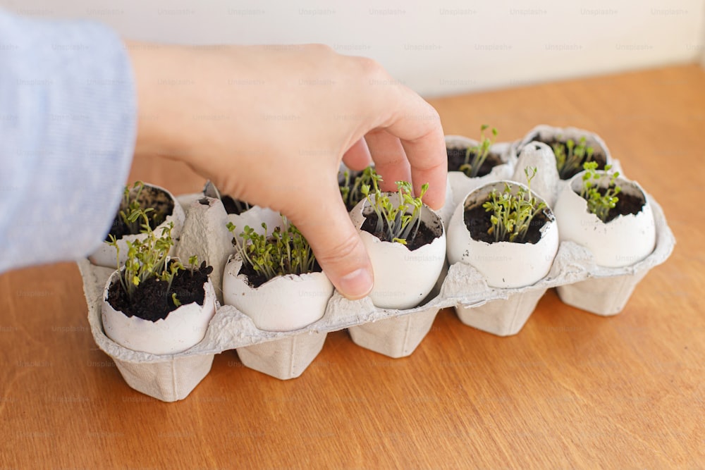 Hand holding fresh sprouts in egg shells in carton box on wooden background. Arugula, basil, watercress microgreens in eggshells with soil. Reuse. Plastic free seedling. Growing microgreens at home.