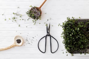 Growing microgreens at home. Fresh red cabbage sprouts, stylish spoon with seeds, scissors on white wood, top view. Kohlrabi sprouter, microgreen. Hydroponics