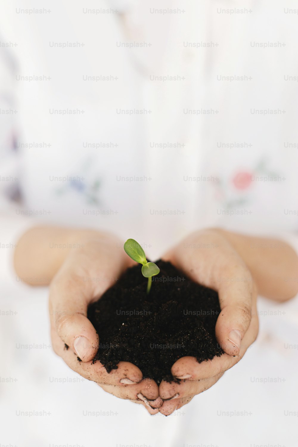 Hands holding green fresh sprout with ground. Earth day concept. Save planet. Female in floral shirt holding sprout with dirty hands, gardening and growing plants.